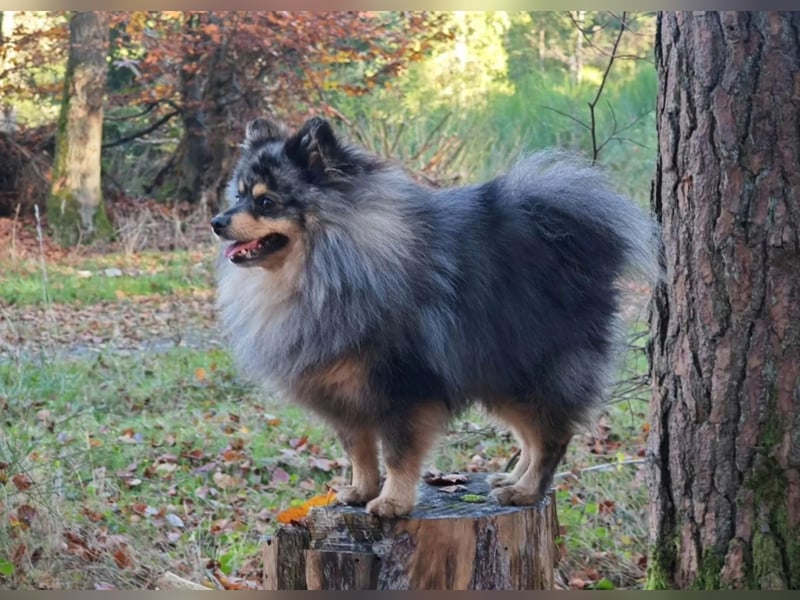 Zwergspitz Deckrüde merle  (Pomeranian)