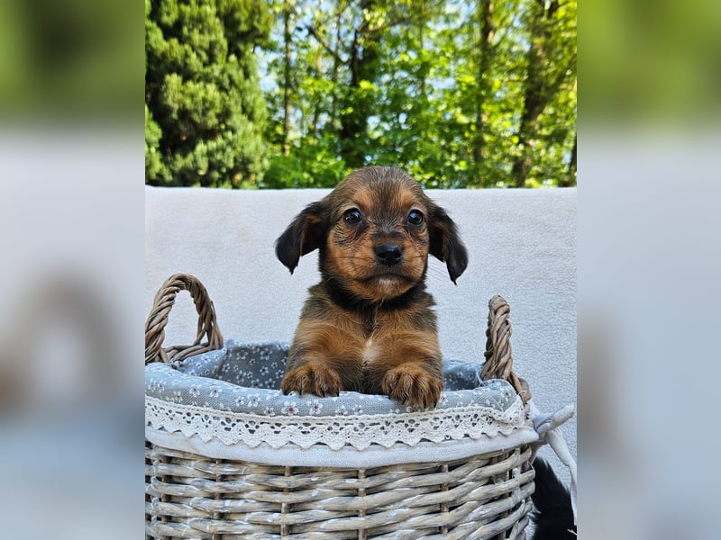 Zwergspitz-Cocker Spaniel Welpen