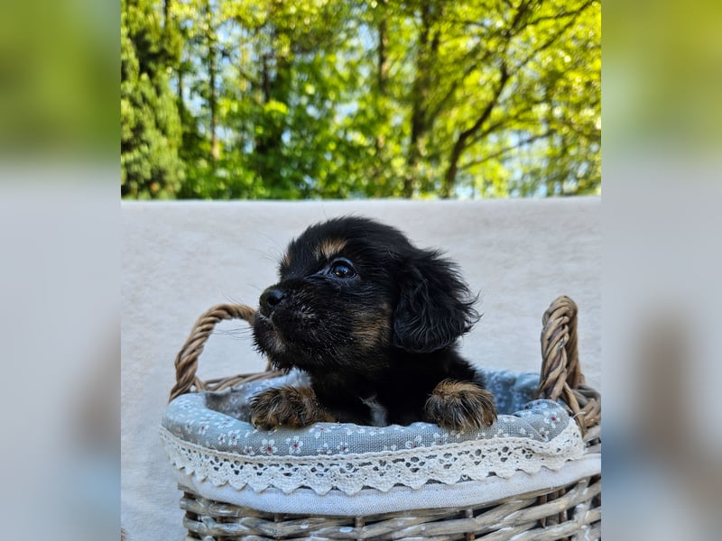 Zwergspitz-Cocker Spaniel Welpen