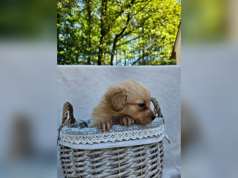Zwergspitz-Cocker Spaniel Welpen