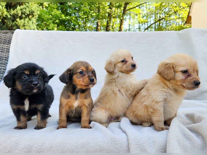 Zwergspitz-Cocker Spaniel Welpen