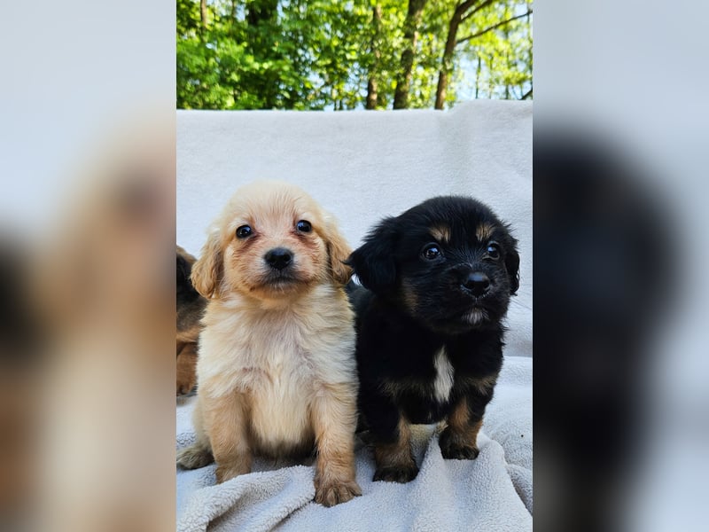 Zwergspitz-Cocker Spaniel Welpen
