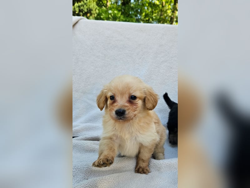 Zwergspitz-Cocker Spaniel Welpen