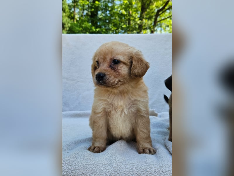 Zwergspitz-Cocker Spaniel Welpen