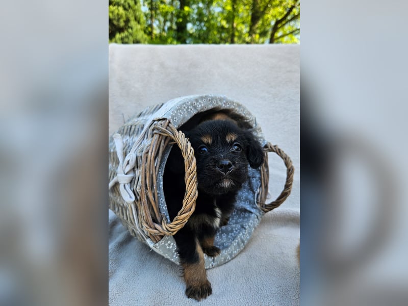 Zwergspitz-Cocker Spaniel Welpen