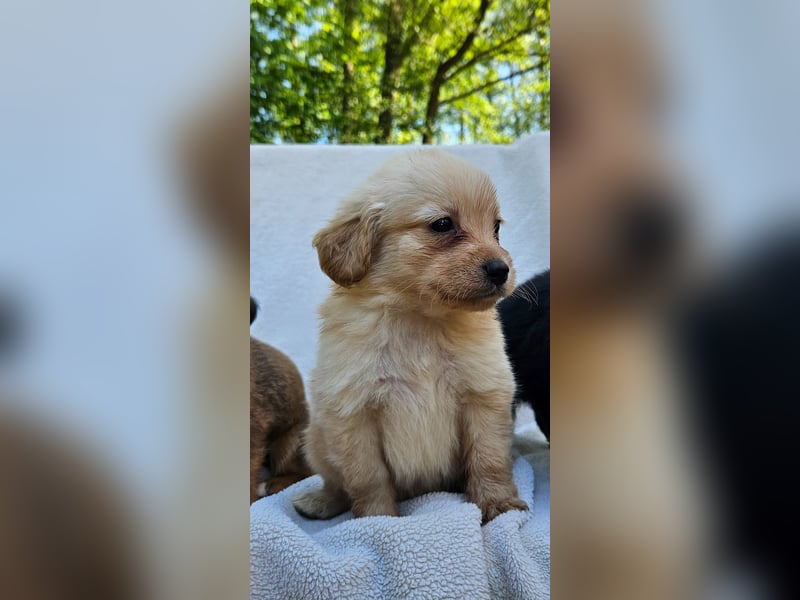 Zwergspitz-Cocker Spaniel Welpen