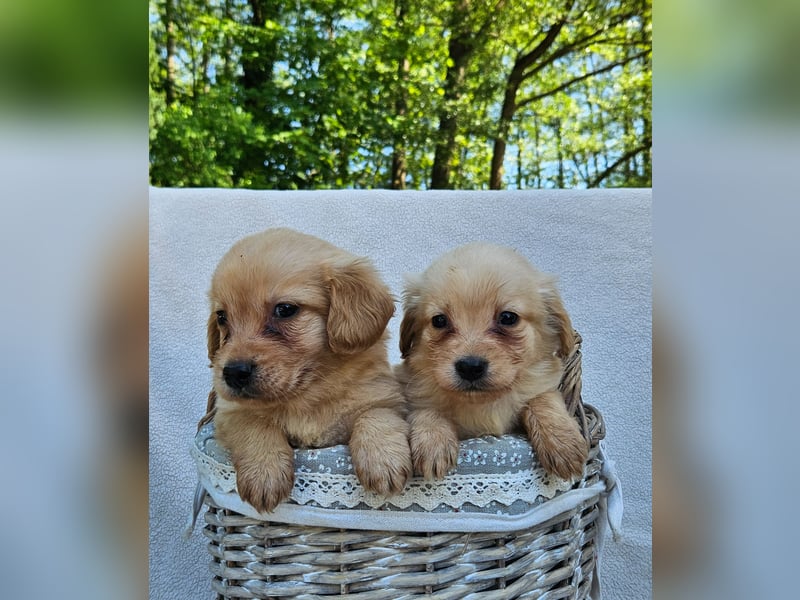 Zwergspitz-Cocker Spaniel Welpen