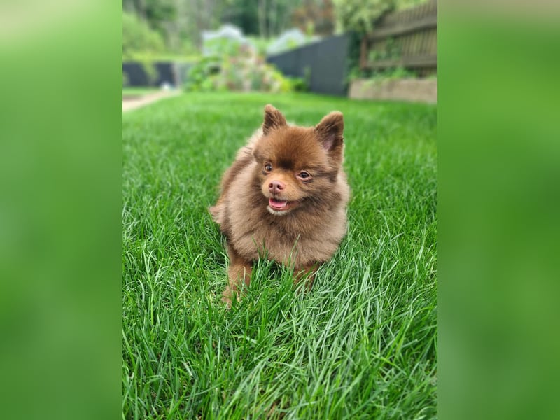 Lio - ist aktiv und liebt Ball spielen