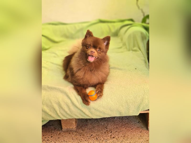 Lio - ist aktiv und liebt Ball spielen