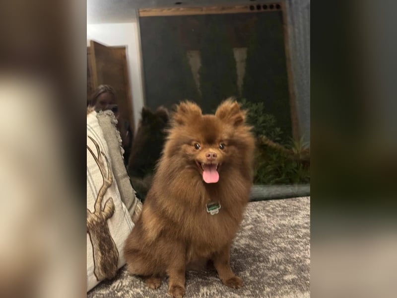 Lio - ist aktiv und liebt Ball spielen