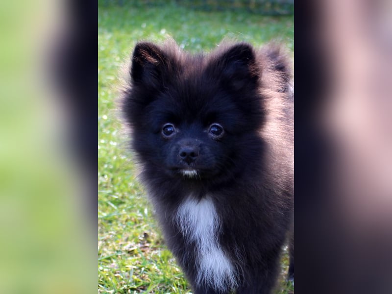 Zwergspitz Pomeranian Welpen Bärchengesichter mit Ahnentafel