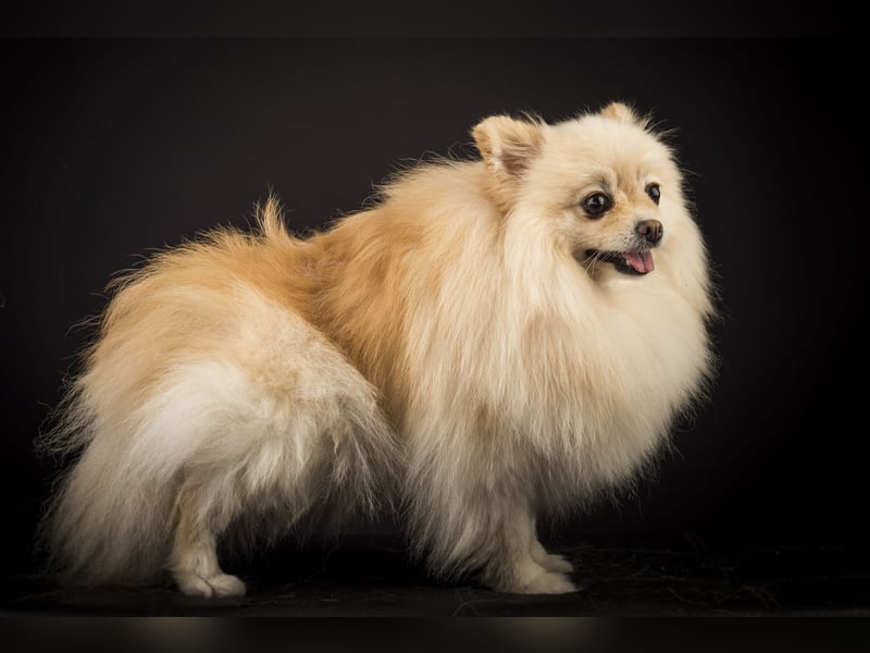 Liebevolle Zwergspitz Pomeranian Zucht
