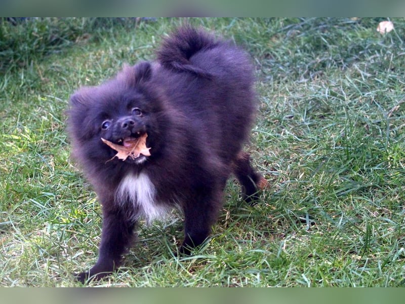 Zwergspitz Pomeranian Welpen Bärchengesichter mit Ahnentafel