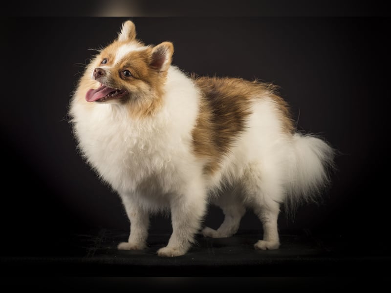 Liebevolle Zwergspitz Pomeranian Zucht