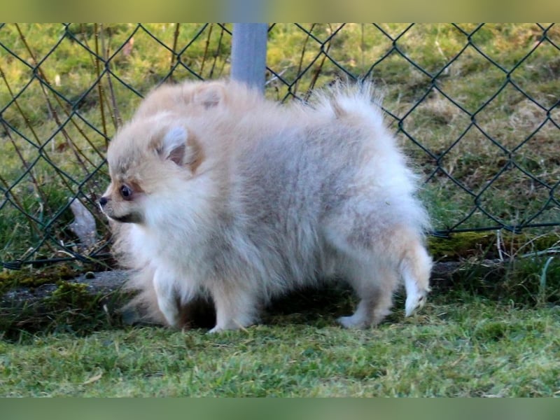 Zwergspitz Pomeranian Welpen Bärchengesichter mit Ahnentafel