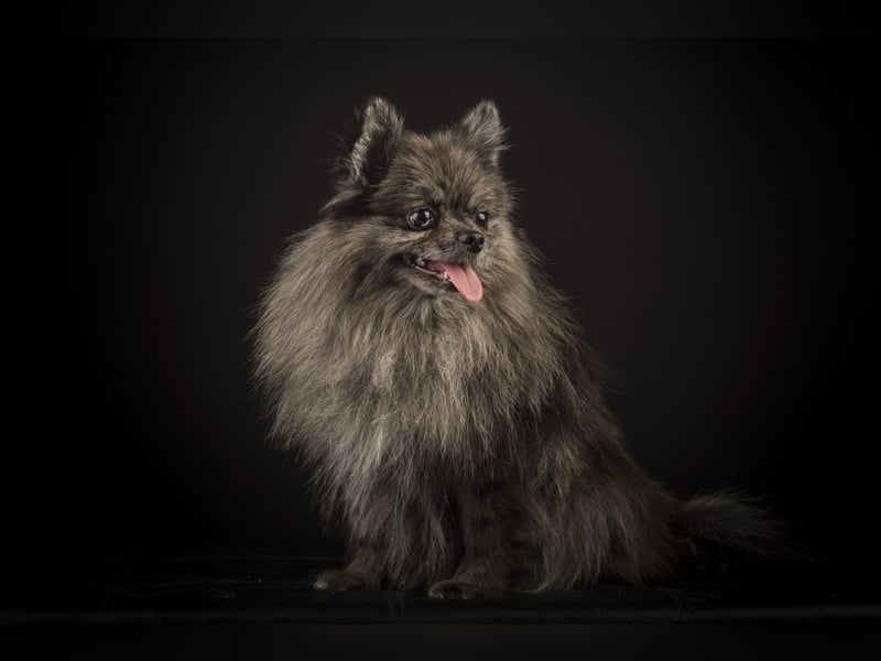 Liebevolle Zwergspitz Pomeranian Zucht