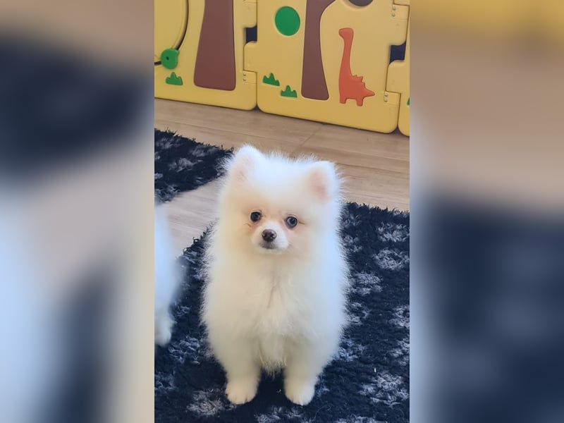 Zwergspitz Pomeranian Welpen Bärchengesichter mit Ahnentafel