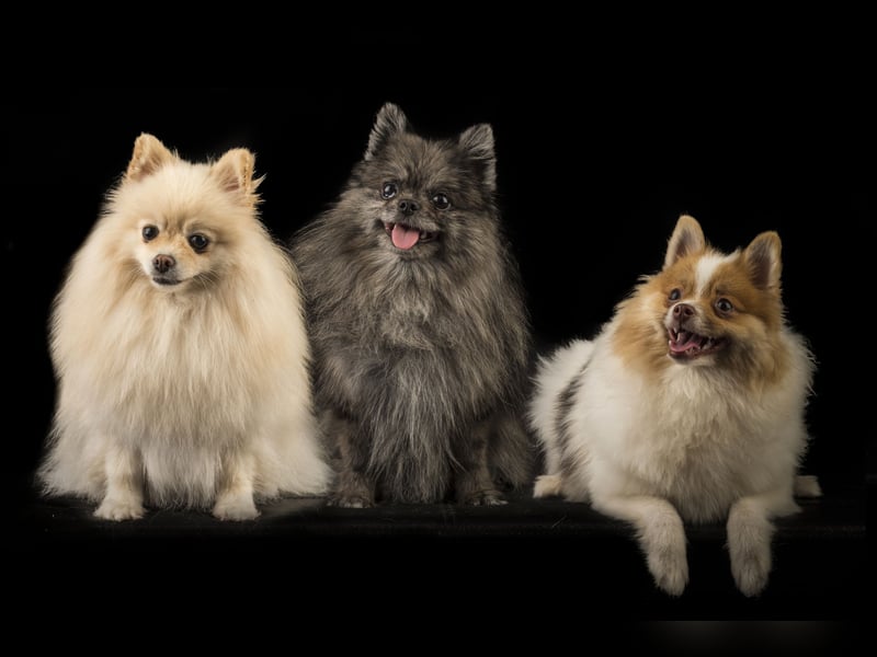 Liebevolle Zwergspitz Pomeranian Zucht