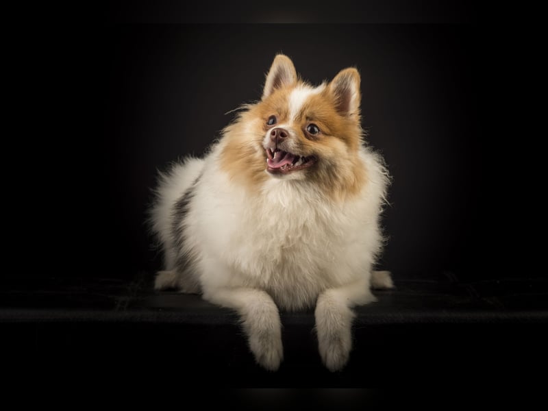 Liebevolle Zwergspitz Pomeranian Zucht