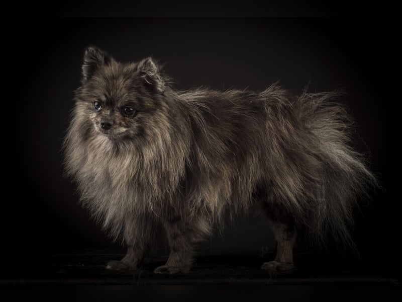 Liebevolle Zwergspitz Pomeranian Zucht