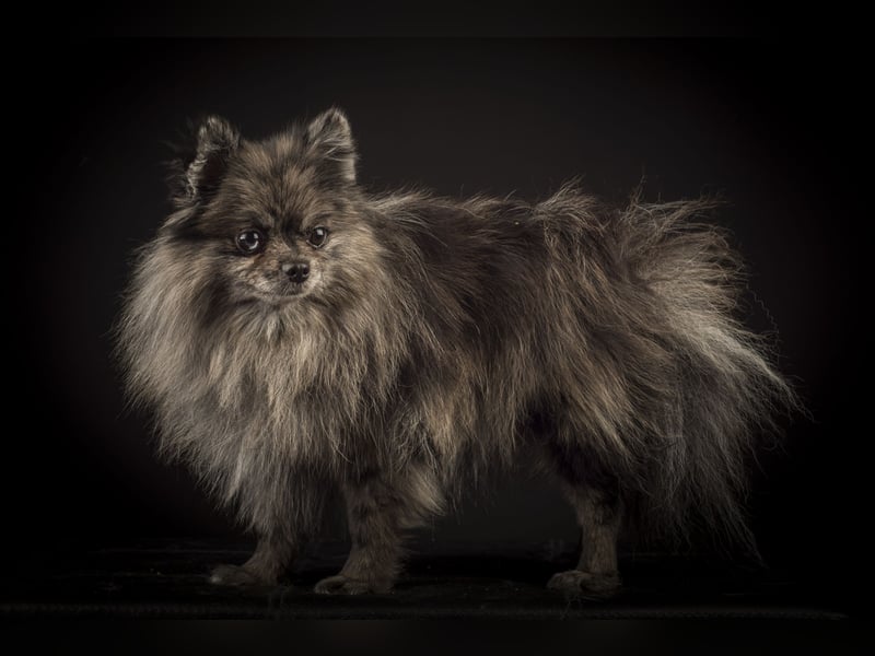 Liebevolle Zwergspitz Pomeranian Zucht