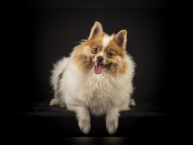 Liebevolle Zwergspitz Pomeranian Zucht