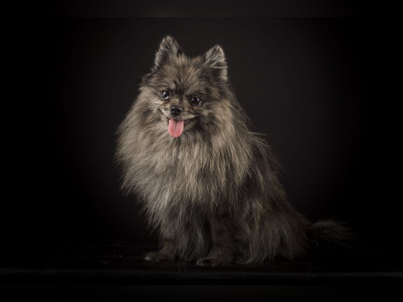 Liebevolle Zwergspitz Pomeranian Zucht