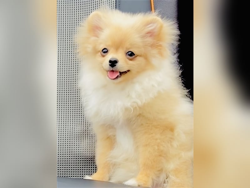 Zwergspitz Pomeranian Weibchen 5Monate jung