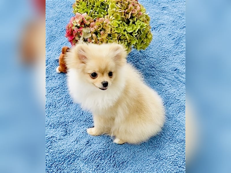 Zwergspitz Pomeranian Weibchen 5Monate jung