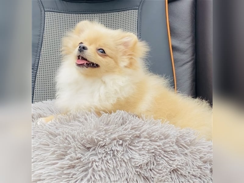 Zwergspitz Pomeranian Weibchen 5Monate jung