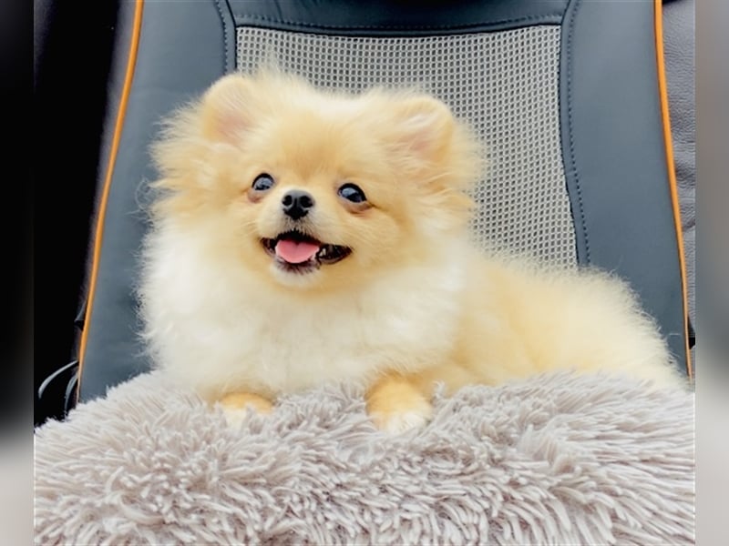 Zwergspitz Pomeranian Weibchen 5Monate jung