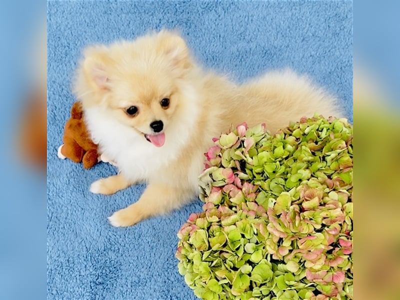 Zwergspitz Pomeranian Weibchen 5Monate jung