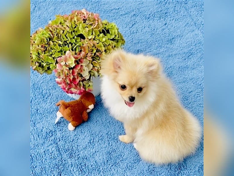 Zwergspitz Pomeranian Weibchen 5Monate jung