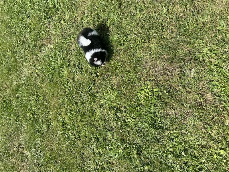 Pomeranian Zwergspitz Pom Tricolor Hündin