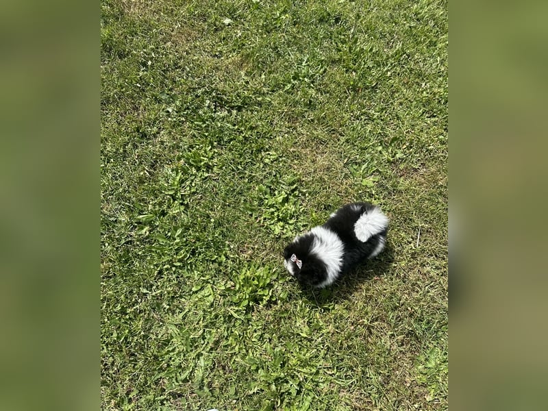 Pomeranian Zwergspitz Pom Tricolor Hündin