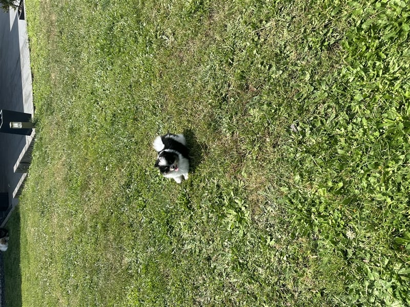 Pomeranian Zwergspitz Pom Tricolor Hündin