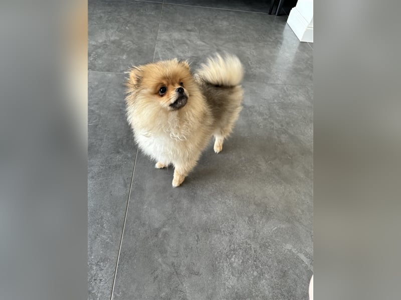 Welpe Zwergspitz Pomerania