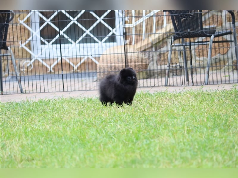 Pomeranian/Deutscher Zwergspitz Welpen (weiblich) mit Ahnentafel