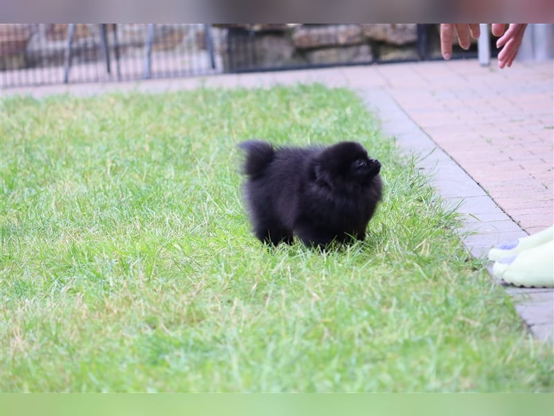 Pomeranian/Deutscher Zwergspitz Welpen (weiblich) mit Ahnentafel