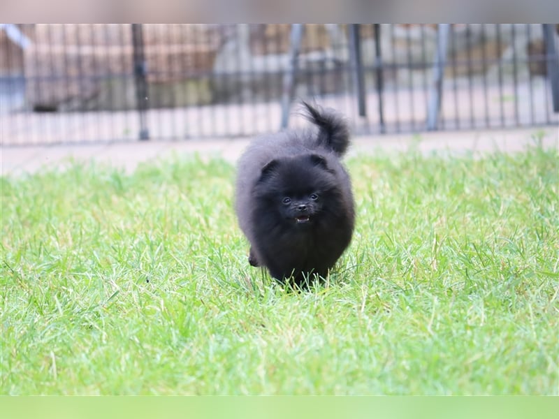 Pomeranian/Deutscher Zwergspitz Welpen (weiblich) mit Ahnentafel