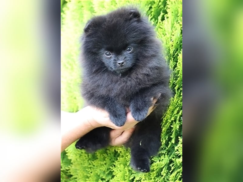 Pomeranian/Deutscher Zwergspitz Welpen (weiblich) mit Ahnentafel