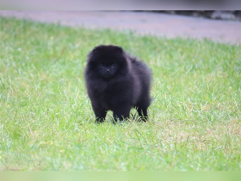 Pomeranian/Deutscher Zwergspitz Welpen (weiblich) mit Ahnentafel