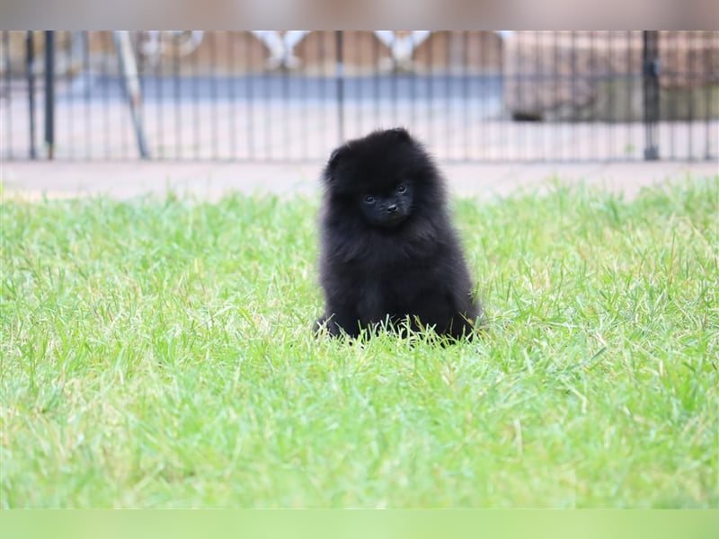 Pomeranian/Deutscher Zwergspitz Welpen (weiblich) mit Ahnentafel