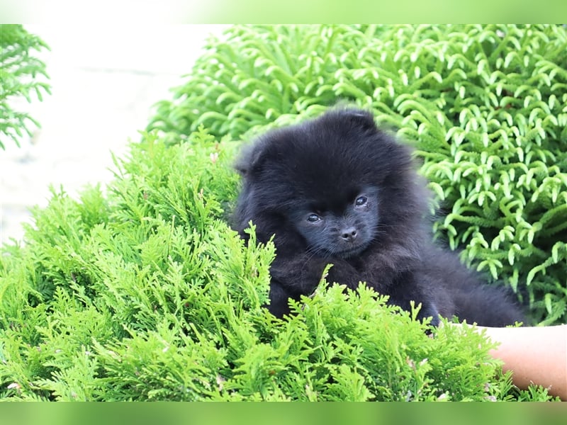 Pomeranian/Deutscher Zwergspitz Welpen (weiblich) mit Ahnentafel