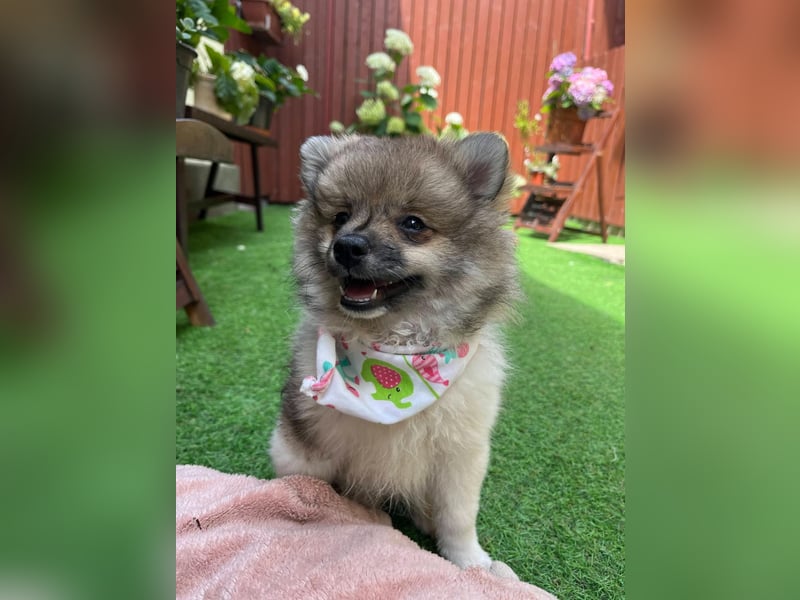 Bonnie SR - Spitz-Prinzessin sucht ihr Für-immer-Zuhause