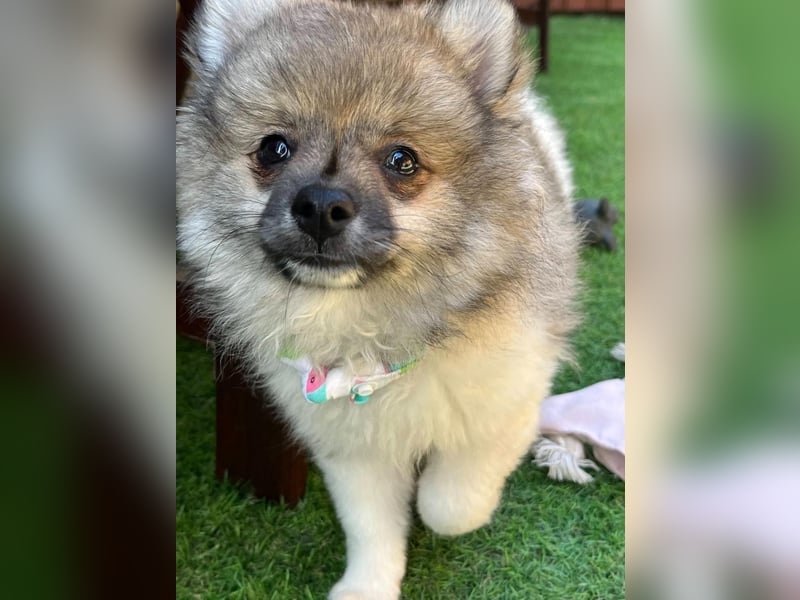 Bonnie SR - Spitz-Prinzessin sucht ihr Für-immer-Zuhause