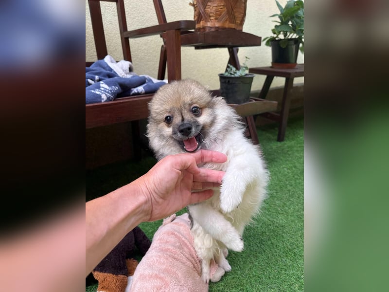 Bonnie SR - Spitz-Prinzessin sucht ihr Für-immer-Zuhause