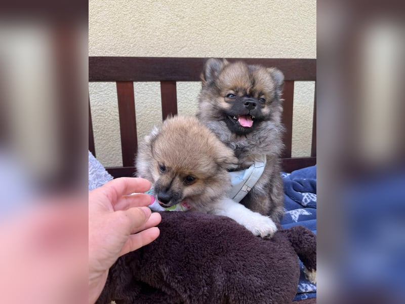 Bonnie SR - Spitz-Prinzessin sucht ihr Für-immer-Zuhause