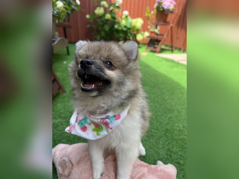 Bonnie SR - Spitz-Prinzessin sucht ihr Für-immer-Zuhause