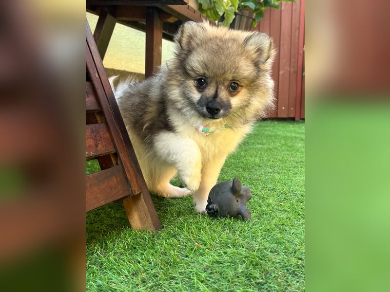 Bonnie SR - Spitz-Prinzessin sucht ihr Für-immer-Zuhause